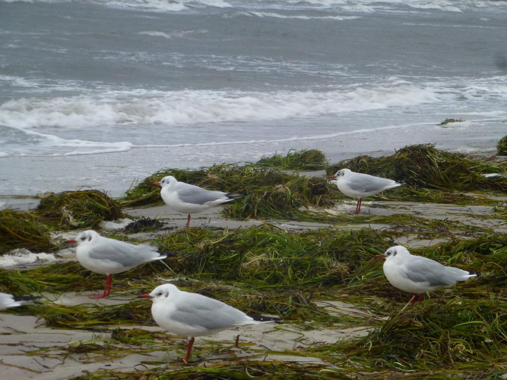 Strandlaeufer Zempin Pokój zdjęcie